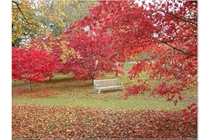 TREE ONLINE NURSERY Japanese Maple, ACER PALMATUM - Pretty Foliage. Spectacular Autumnal Colours, 15-20cm Tall Starter Plant (one stem) in a 7cm or 8cm Pot
