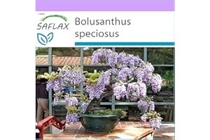 SAFLAX - Glycine arbre - 15 graines - Bolusanthus speciosus