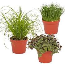 Exotenherz Futterpflanzen-Set – 6x Callisia Repens Für Haustiere | Frisches Grünfutter Für Nager, Vögel & Reptilien