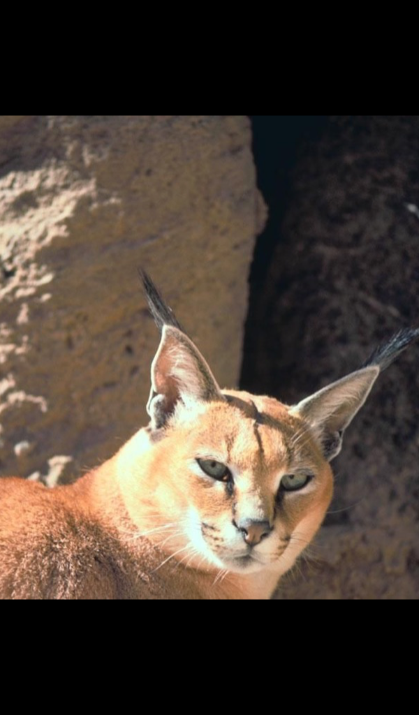 Caracal Wallpaper &ndash; HD Wallpapers of Caracals!: Amazon.co.uk: Appstore