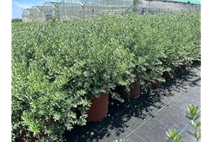 VIVAI DE LAURENTIIS Westringia Fruticosa (Bianca) Vaso 19 cm