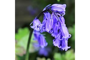 HUMPHREYS GARDEN Cultivated English Bluebells x 30 Flower Bulbs Size 6/7. Traditional Spring Flowers. Easy to Grow.
