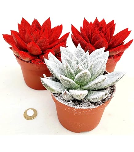 POWERS TO FLOWERS - GUZMANIA ROSSA IN VASO CERAMICA ROSSO, VASO