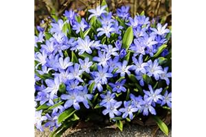 Woodland bulbs® 25 x Chionodoxa Blue 'Luciliae' Spring Flowering Bulbs - Chionodoxa Bulbs for Planting Now UK (Free UK P&P)