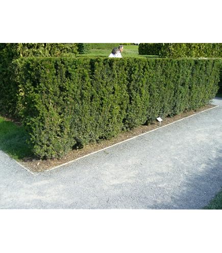 25 Eiben 30-50cm frisch vom Feld Gartenhecke Heckenpflanzen Immergrne  Pflanze Taxus baccata Eiben Wurzelware : Amazon.de: Garten
