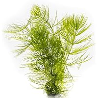 AQ4Aquaristik 1 Portion Hornkraut, Hornblatt, Ceratophyllum demersum, Wasserpflanze für Urzeitkrebs Becken, Teich und…