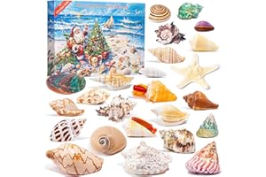 QIANCANNAOR Advent Calendar 2024 Crystals for Kids with 24 Days Christmas Countdown, Natural Rock Stones & Minerals for Exploring, Learning, Scientific Xmas Gift for Girls & Boys (Seashell Advent Calendar)