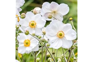 GARDENERSDREAM Anemone Plant Honorine Jobert - Japanese Anemone | Deciduous Garden Perennial (20-30cm Incl. Pot)
