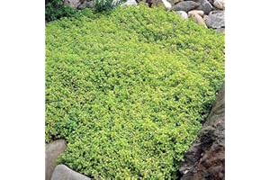 Saterkali Semi di crescione, 100 Pz/borsa Semi di crescione Piantine di fiori rampicanti Decorazione per piante da giardino perenni Piantine di fiori di roccia per prato da giardino Verde