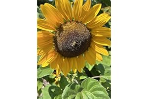 DAMAVAND PRO Sunflower School Pack Giant Single Yellow - up to 200 Seed Tall for Planting UK Grow Your Own Flowers