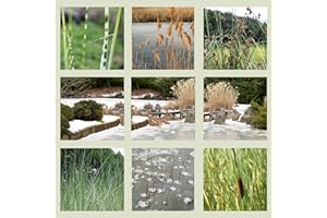 WASSERPFLANZEN WOLFF - heimischer, natürlicher Eisfreihalter für den Teich, verhindert das Zufrieren der Oberfläche des Gartenteiches im Winter, Qualitätsstauden - 4er Mix im 19cm PFLANZKORB