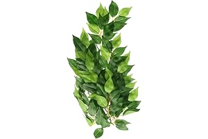 Ficus