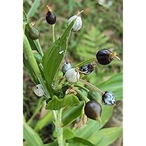 Dildo bilan jinsiy aloqa Yovvoyi plyajda jinsiy aloqa video