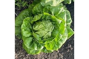 Winter Density Lettuce Seeds – 450 Seeds of Crisp Winter Hardy Lettuce – Suitable for Indoor & Outdoor Planting in Pots or Soil in Yard, Balcony or Garden – Packed in UK by Meldon Seeds