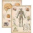 Palace Learning 2 Pack - Vintage Nervous System & Brain Anatomy Posters - Set of 2 Anatomical Charts - Laminated 18" x 24"