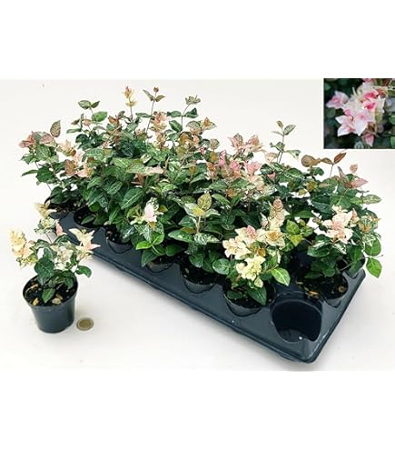 POWERS TO FLOWERS - VERONICA VARIEGATA XXXL, Vaso 24cm, pianta vera