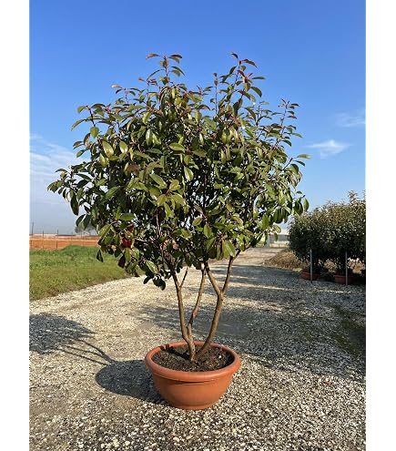 kaffeepflanze klein Coffea arabica (Kaffeepflanze) (XS)