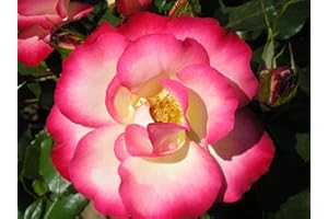 GORGEOUS GARDEN ROSES Birthday Girl - 5.5lt Potted Floribunda Garden Rose Bush - Beautiful Pink Edged & White Blooms Very Healthy Grower - Great Birthday Gift Idea