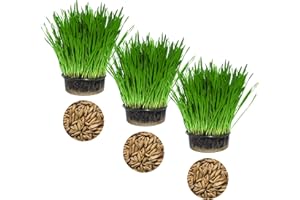 CAT FURNATURE .CO .UK Cat FurNature - Cat Grass 3 Pack - Oat
