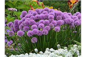 1 x Allium 'Millenium' in 1 Litre Pot (Perennial/Perennial/Winterhardy) Ornamental Leek – A Flower Wonder That Inspires Forever – Bee Friendly – Perennial Flowering – by Stauden Gänge