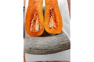 GHINO DI TACCO SEMI ZUCCA LUNGA NAPOLETANA