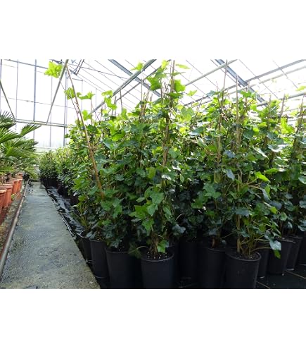gruenwaren jakubik 30 Stck Efeu Hedera helix 180-200 cm Pyramide Sule  winterhart Kletterpflanze Hecke Sichtschutz blickdicht : Amazon.de: Garten