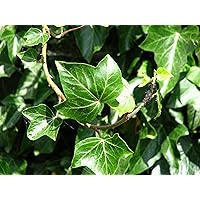 Gemeiner Efeu - Hedera helix - Kletterpflanze Bodendecker - 15-25cm Topf Ø 11cm (10)