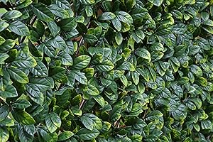 eXtreme Artificial Laurel Leaf Trellis | 2m x 1m Expandable Privacy Screening Hedge for Outdoor Gardens, Balcony, and Terraces | Realistic and UV-Stabilized Decorative Fencing Panel