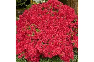 GARDENERSDREAM Colourful Garden Shrub Red Azalea Japonica Evergreen Plant Supplied in 2L Pot