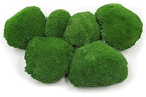 ‎MOOS ZEIT KUNST DER NATUR Kugelmoos, Ballenmoos Moos konserviert in 3 versch. Farben, echtes haltbares Naturprodukt zum Moosbild basteln, deckt 30x30cm Fläche - 0,10m² (Mittelgrün)