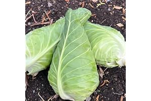Wheelers Imperial Cabbage Seeds – 500 Sweetheart Cabbage Seeds for Planting – Suitable for Indoor & Outdoor Planting in Containers or Soil in the Allotment or Garden – Packed in the UK by Meldon Seeds
