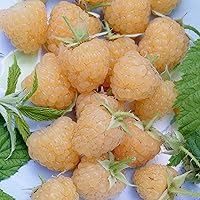 Rubus ideaus"Autumn Amber" | 2er Set Himbeeren | Höhe 30-60cm | Topf-Ø 12cm