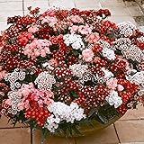5ST Dianthus Barbatus Nanus | Bartnelke Rosa | Lieferhöhe 10-15cm |Topfgrö?e Ø 7cm