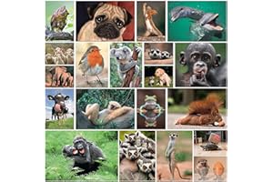 Edition Colibri Lot de 20 cartes postales avec animaux amusants et sympas, format A6, pour les collectionneurs et le postcrossing (Set 4)