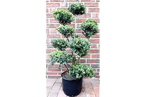 PFLANZEN BÖRING Gartenbonsai, Höhe: 130-140 cm, Ilex crenata Glorie Gem, Bonsai + Dünger