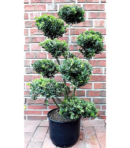 Pflanzen Bring Taxus baccata, Eibe, Gartenbonsai, PonPon, 170-180 cm,  Formpflanze + Dnger : Amazon.de: Garten