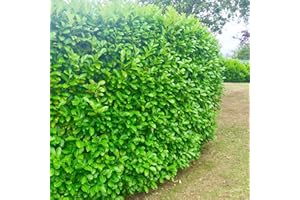 40 Cherry Laurel Evergreen Hedging 30-45cm Potted Not Bareroot by Sunnyside Nurseries…