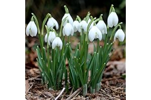 Bolly Bulbs® - Single Snowdrops - Galanthus Nivalis (12 Bulbs)