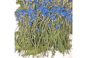 DRIFLO 24pcs Natural Dried Pressed Flowers with Stem and Leaves Real Dried Flowers Set for DIY Jewelry Scrapbooking Craft Cards Candle Art Crafts Making Floral Decorations (Forget-me-not)