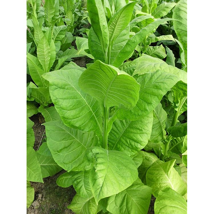 Buch Winke Für Den Maschinenmeister Von Heidelberg 1956 (Gebraucht) In - Foto 12