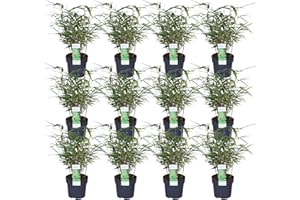 Fargesia rufa bambou - lot de 12 - ↨40cm - Ø14 - plante d'extérieur