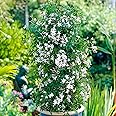 Jasminum Starry Starry Summer Night | Climbing Jasmine Plant | Hardy Plants Outdoor Garden Ready | Hardy Flowering Shrub | Climbing Plants Outdoor | Flowering Garden Plant (9cm Pot, 20-30cm)