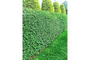 LIGUSTRUM OVALIFOLIUM 5 Green Privet Hedging Evergreen Plants Fast Growing Shrubs 30-45cm Potted Sunnyside Nurseries