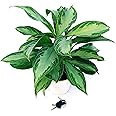 POWERS TO FLOWERS - AGLAONEMA SILVER BAY, pianta vera