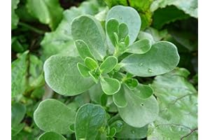 PREMIER SEEDS DIRECT - HERB - Purslane Green/Summer - 5 Grams