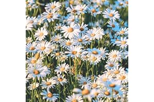 MELDON SEEDS Wild Chamomile Seeds - 1000 Native UK Wild Flower Seeds for Attracting Birds, Bees, Wildlife, Pollinators, Suitable for Planting and Growing Outdoors in Meadows, Fields, Gardens and Borders