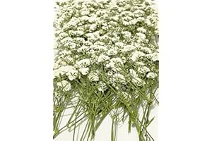 HANDI-KAFU 100 pcs White Baby's Breath Real Natural Dried Pressed Flowers for Resin Art Craft DIY Making Wedding Invitation Card Home Party Décor