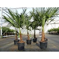 gruenwaren jakubik Trachycarpus fortunei 130-150 cm Palme Hanfpalme, winterhart bis -18°C Garten