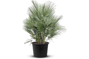 Tropictrees Chamaerops Humilis | palmier nain Resistant au froid | Hauteur 140/160cm Petite taille | protection de balcon |