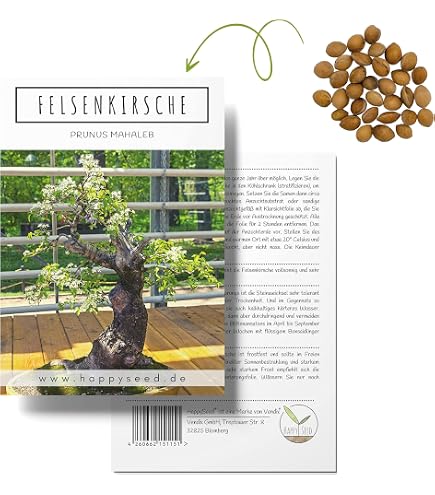 SAFLAX - Bonsai - Goldkiefer - 20 Samen - Pinus ponderosa : Amazon.de:  Garten
